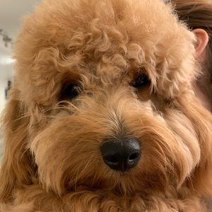 Meet your Posher, Alexandra